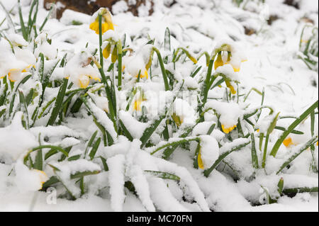 Mini Tier aus dem Osten beschichtet Frühling blühende Narzissen, die oben knallen durch starken Schneefall, Narcissus Tête-à-Tête-Blumen Stockfoto