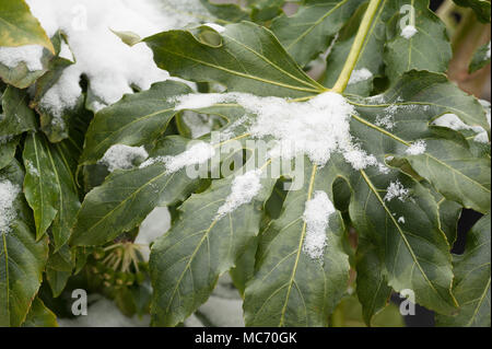 Dicke wachsartige Schutzschicht auf dunkelgrünen Blätter schützt Japanische aralia gegen Beschichtung von Schnee Stockfoto