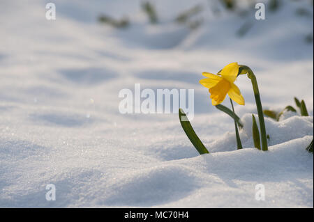 Mini Tier aus dem Osten beschichtet Frühling blühende Narzissen, die oben knallen durch starken Schneefall, Narcissus Tête-à-Tête-Blumen Stockfoto