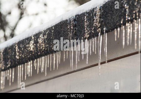 Reihe von Eiszapfen auf einem flachen fühlte Dach Gebäude ohne dachrinne von Freak schweren Schnee Sturm und warm sub Frost verursacht Stockfoto