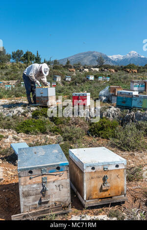 Ein Imker seine Bienenstöcke prüfen. In der Nähe von Kardamyli in der äußeren Mani, Peloponnes, Griechenland Stockfoto