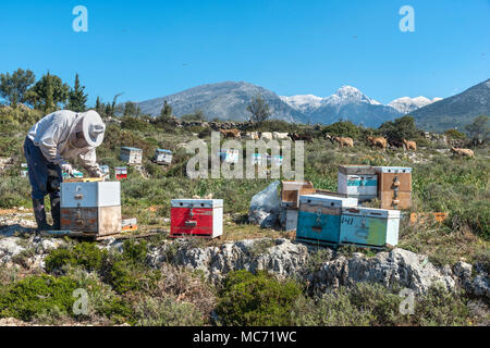 Ein Imker seine Bienenstöcke prüfen. In der Nähe von Kardamyli in der äußeren Mani, Peloponnes, Griechenland Stockfoto