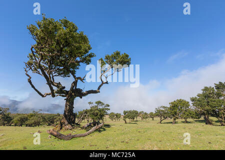 Fanal, Madeira, Portugal, Europa Stockfoto