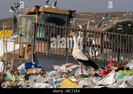 Storch auf der Suche nach Essen im Müll Stockfoto