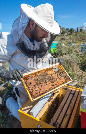Ein imker Entfernen von Honigbienen aus dem Bienenstock zur Inspektion. In der Nähe von Kardamyli in der äußeren Mani, Peloponnes, Griechenland Stockfoto