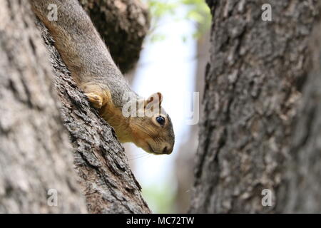 Erschrocken Eichhörnchen im Baum in selektiven Fokus Stockfoto