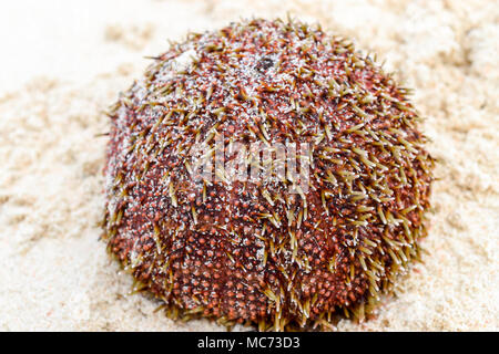 Nass- und Red sea urchin mit gelben nadeln liegen auf dem Sand am Strand. Sehr scharfe und klare Nadeln in in der Mitte Ansicht schließen Stockfoto