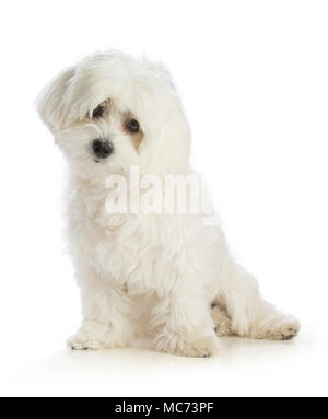 Schöne bichon auf weißem Hintergrund Stockfoto