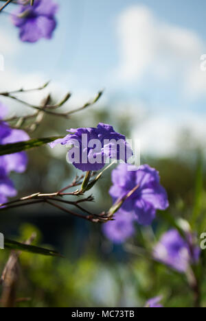 Nahaufnahme auffallender violetter Blüten (Minnieroot) Stockfoto