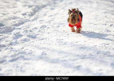 Yorkshire Terrier ist das Spielen im Schnee im Winter Landschaft und Ausführen Stockfoto