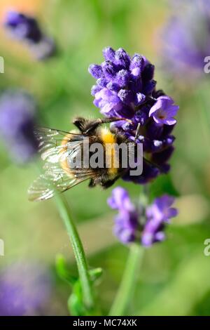 Makroaufnahme einer Hummel bestäubt Lavendelblüten Stockfoto