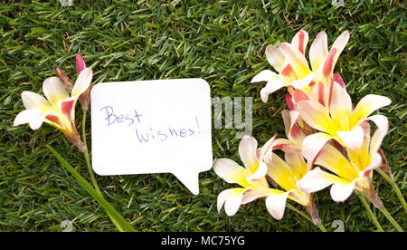 Hinweis in Form einer Sprechblase, mit Worten die besten Wünsche! Und Blumen auf grünem Gras. Stockfoto