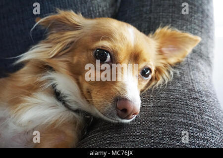 Goldenen Hund auf der Couch Stockfoto