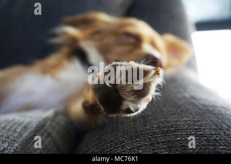 Goldenen Hund auf der Couch Stockfoto