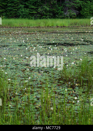 Lilien im Wasser, Beaver Pond Trail, Algonquin Provincial Park, Ontario, Kanada. Stockfoto