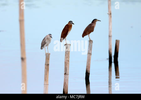 Paranaque City, Philippinen. 14 Apr, 2018. Zugvögel barsch auf Bambus Stelzen an der Bucht von Manila in Paranaque City, Philippinen, 14. April 2018. Über 80 endemische und wandernde Vögel häufig die Feuchtgebiete in der Umgebung. Credit: rouelle Umali/Xinhua/Alamy leben Nachrichten Stockfoto