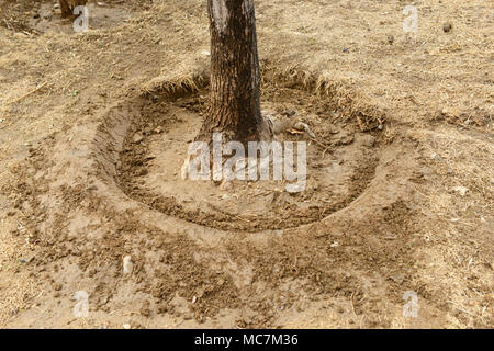 Grate Wasserabfluß zu stoppen, wenn die Bewässerung früh in der Saison um neue Bäume pflanzen in einem Garten östlichen Beijing, China gebildet werden Stockfoto