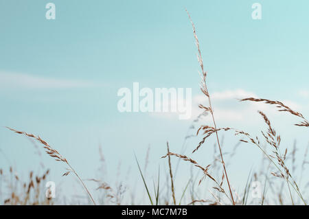 Groß, wilde Gräser, Biegen in einem Summer Breeze mit Aqua blauen Himmel und weißen Wolken über. Stockfoto