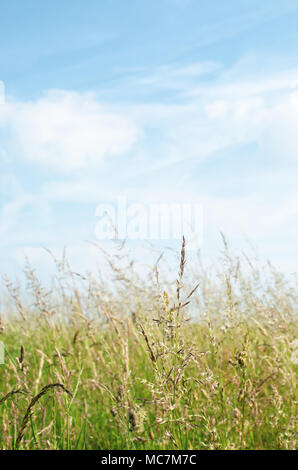 Ein Feld von wildgräsern Biegen im Licht Summer Breeze mit strahlend blauem Himmel und weiche, weiße Wolke über. Stockfoto
