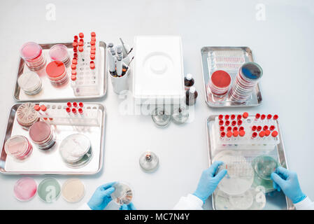 Arbeiten mit Bakterien und Pilzen in der Petrischale mit Instrumente und Werkzeuge, die in der Tabelle in der Bakteriologischen Abteilung Stockfoto