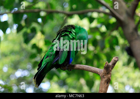 Nuri Bayan (Eclectus Roratus), ein Papagei mit Intelligenz, menschliche Stimmen zu imitieren. Der Lebensraum der Vögel liegt in den Wäldern von Maluku und Papua Stockfoto