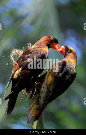 Zwei Vögel Dusky Lory (Pseudeos Fuscata) teilen sich das Essen. Stockfoto