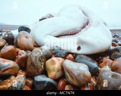 Kleine toter Hai Festlegung auf die Kieselsteine am Strand, England, Hastings Stockfoto