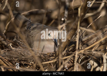 Taube im Nest Stockfoto