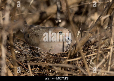 Taube im Nest Stockfoto