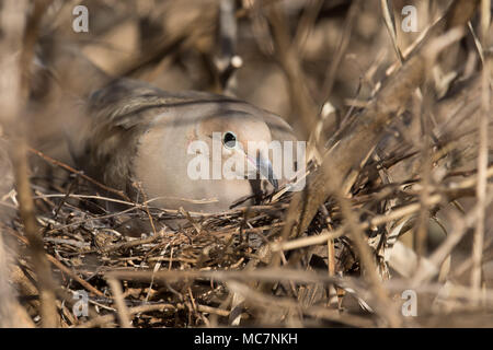 Taube im Nest Stockfoto