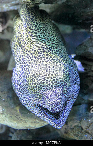 Close-up von Leopard Muränen oder Dragon Moray mit offenem Mund im Korallenriff. Enchelycore Pardalis Arten leben in Indo-pazifischen Ozean. Stockfoto