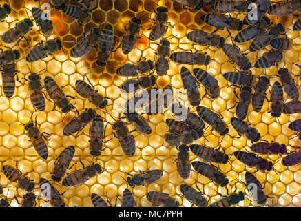 Honigbienen, Apis mellifera, auf einer Wabe mit Sonnenlicht durch die Wabe glänzen. Stockfoto