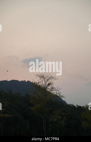 Eine große Gruppe von Krähen fliegen im Himmel von Ulsan, Südkorea Stockfoto