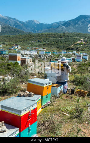Ein Imker seine Bienenstöcke prüfen. In der Nähe von Kardamyli in der äußeren Mani, Peloponnes, Griechenland Stockfoto