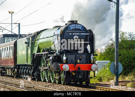 LNER Peppercorn Class A1 60163 Tornado neue Dampflokomotive, die Yorkshire Pullman nach York zieht. 2008 fertiggestellt, verkehrt es oft auf britischen Hauptstrecken Stockfoto