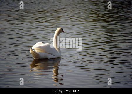 Das Porträt einer Schwan auf die leicht wellige Wasseroberfläche eines Flusses, in dem es reflektiert. Stockfoto