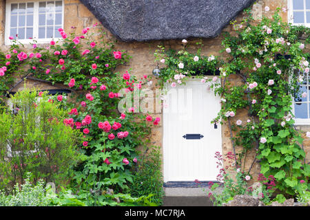 Weiße Holztüren in Cotswold charmantes Landhaus aus Stein mit rosa und roten Rosen klettern die Wand. Stockfoto