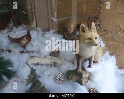 Ausgestopfte Tiere in Store Fenster Stockfoto