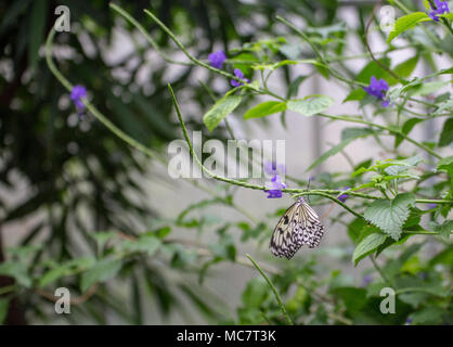 Papier Kite/Reis papier/Großen Baum Nymphe Schmetterling (Idea leuconoe) Ernährung auf Lila Blume Stockfoto