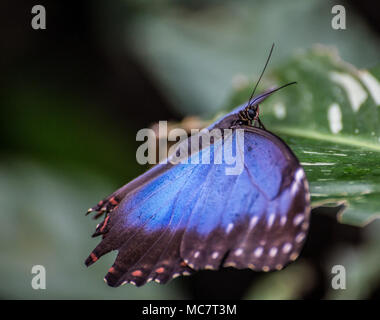Blaue morpho (Morpho peleides) tropischer Schmetterling auf ein großes grünes Blatt Stockfoto
