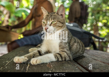 Eine entspannte Katze auf dem Bambus Sitzbank, Mushu Island, Papua New Guinea Stockfoto