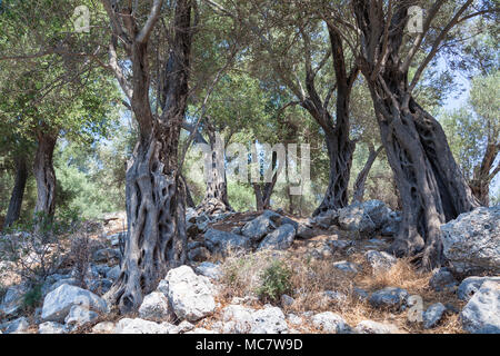 Wilden Olivenbäumen auf der Insel Sideyri, Türkei Stockfoto