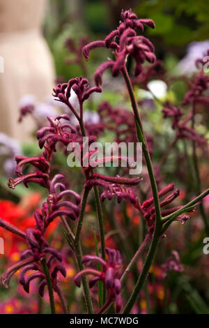 Sydney Australien, dunkel rosa Blüte kangaroo paw Bush Stockfoto