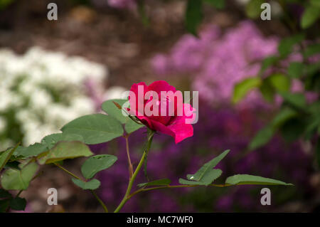 Sydney Australien, hell rosa Rose Blume mit Garten im Hintergrund Stockfoto