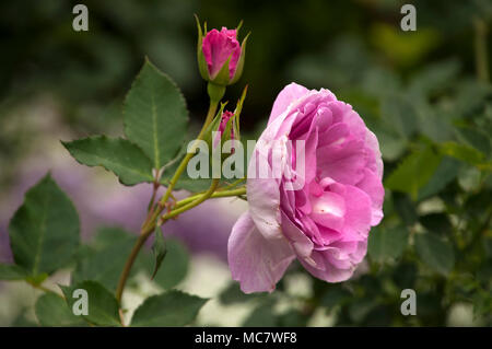 Sydney Australien, rosa Blume und Bud Stockfoto