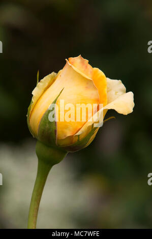 Sydney Australien, gelbe rose bud Stockfoto