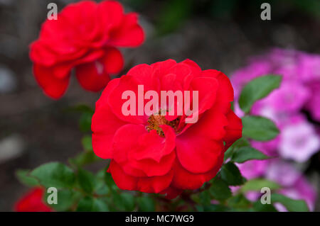 Sydney Australien, Scarlet Red dwarf Rosen Stockfoto