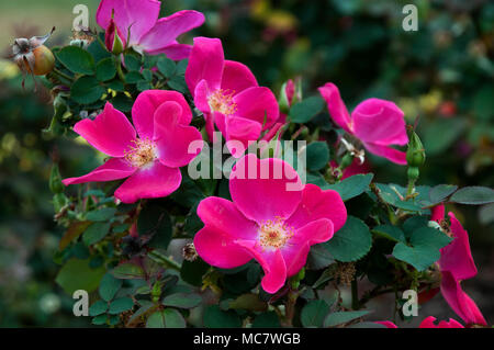 Sydney Australien, einzelnes Blütenblatt rosa rosa Blüten Stockfoto