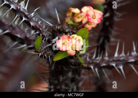 Sydney Australien, Euphorbia millii Zweig mit Blüten und Dornen in botanischen Gärten Stockfoto