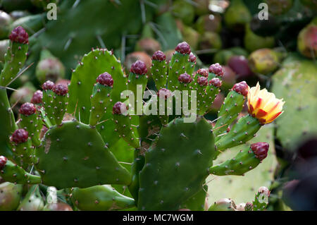 Sydney Australien, Feigenkaktus Plattenelektroden mit Obst und Blumen Stockfoto